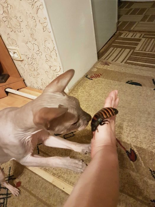 мадагаскарские тараканы