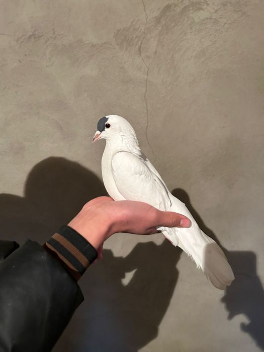 Голуби 4.000кептер голуб