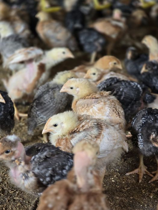 Pui rasa mixta calitate superioara