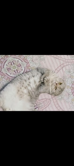 Vyazka!! Kot. Skottish fold