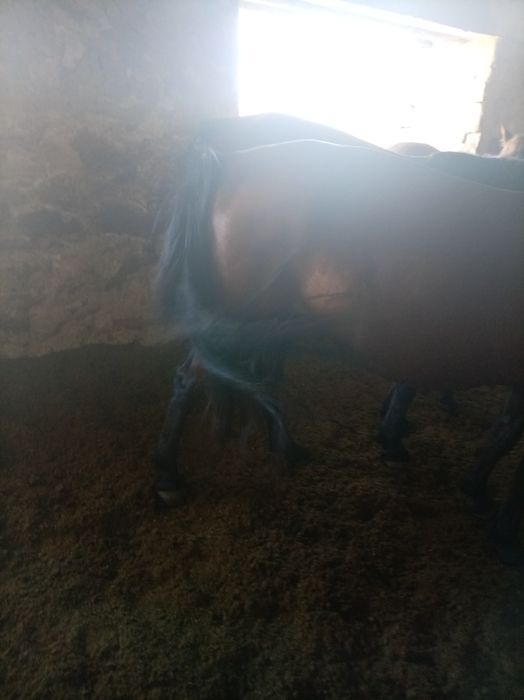 Продам  кабыла  5летны