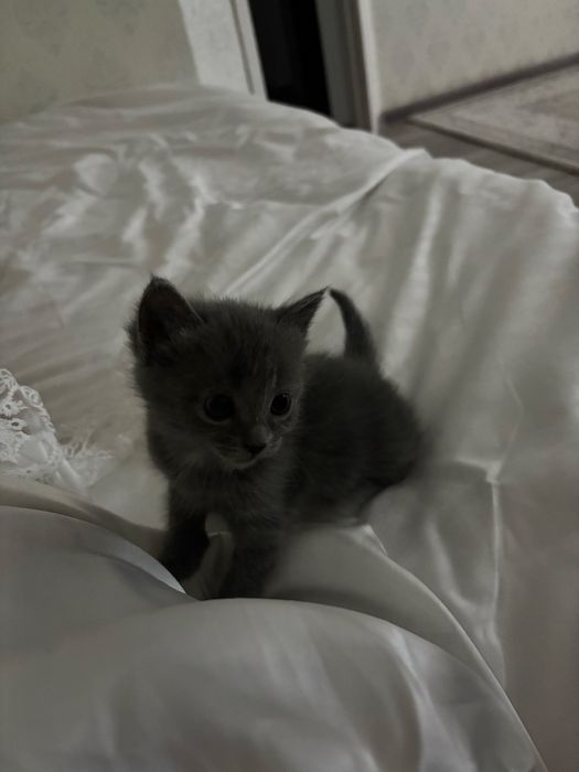 Кошка девочка 1 месяц