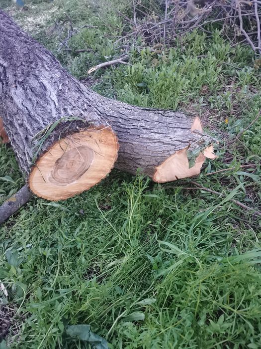 Lemn de nuc proaspăt taiat