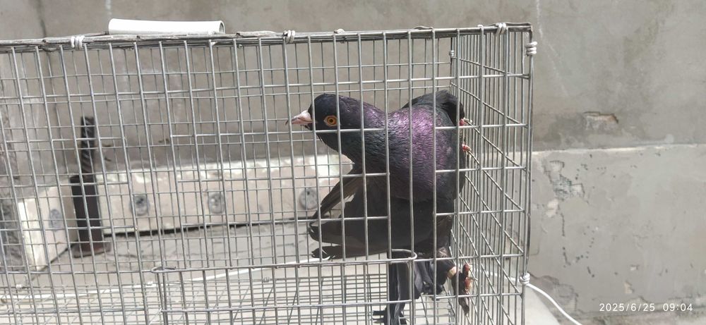 Голубь Такла гибрид Самец Ярый