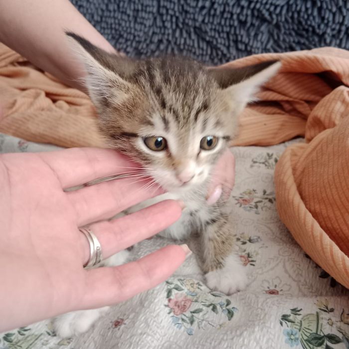 Отдам котят в добрые руки !
