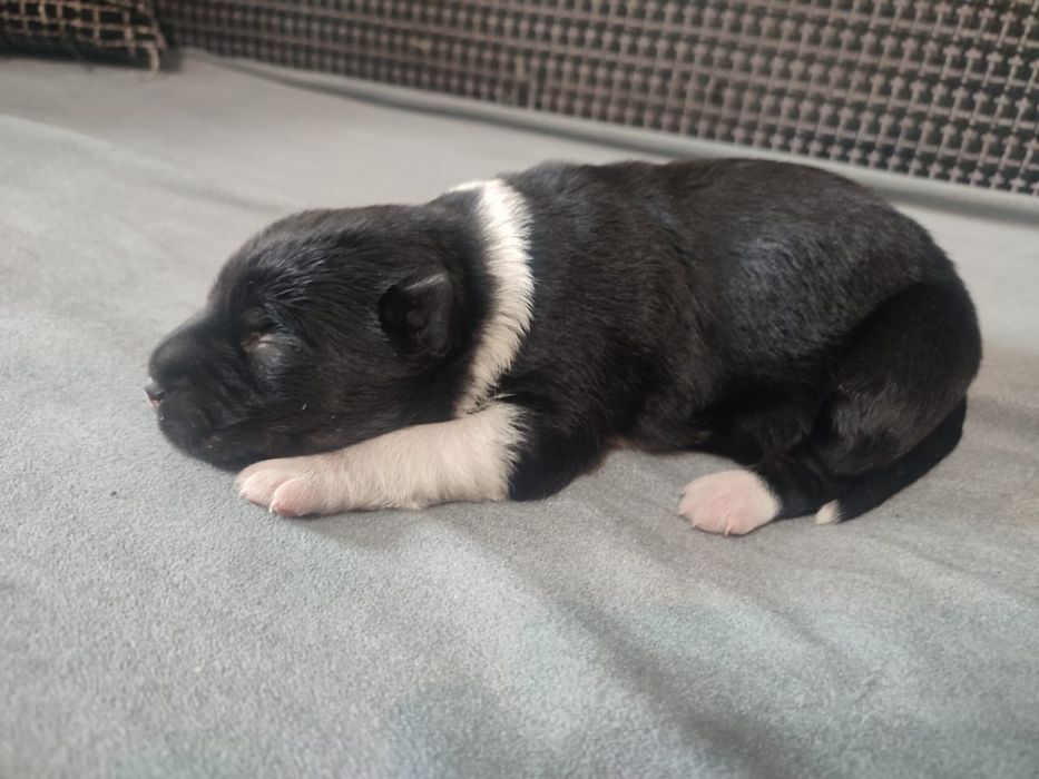 Майкудук. Щенок в добрые руки