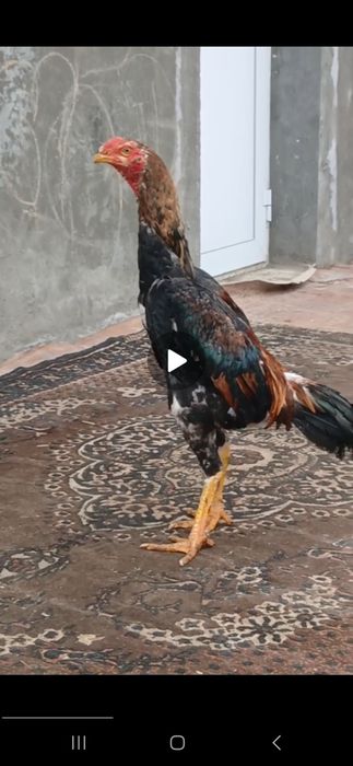 Dakan joja 5 oylidan ot