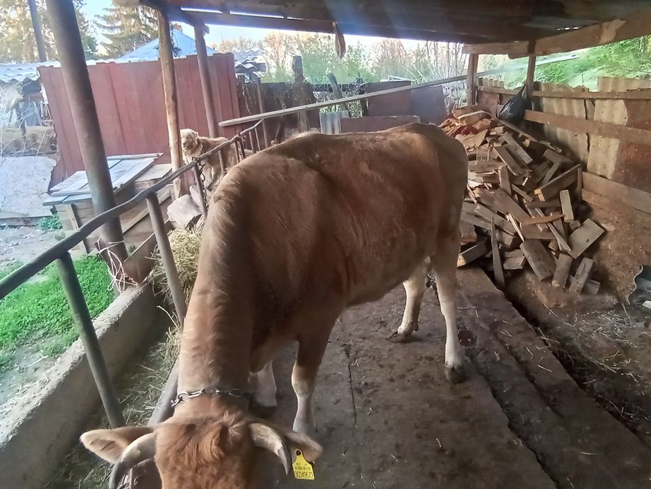 Карова хороший сорт