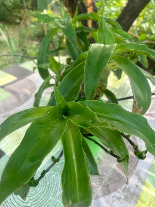 Продам комнатные цветы