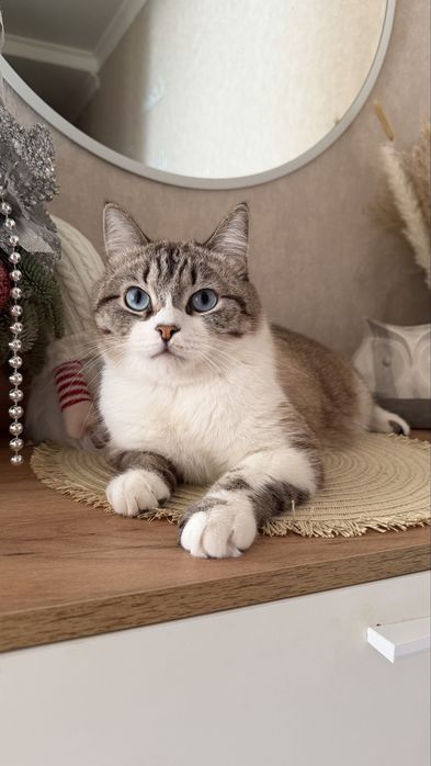 Котик ищет семью