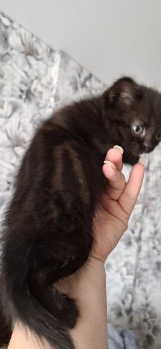 Шотландский котёнок страйт