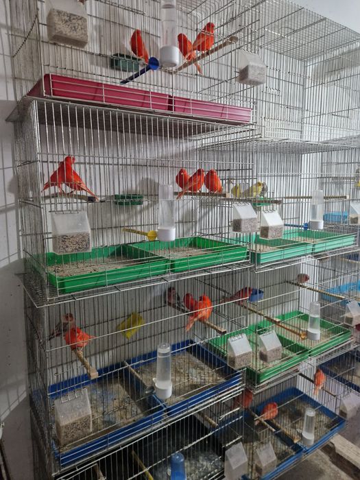 Канари цветни и Орфей