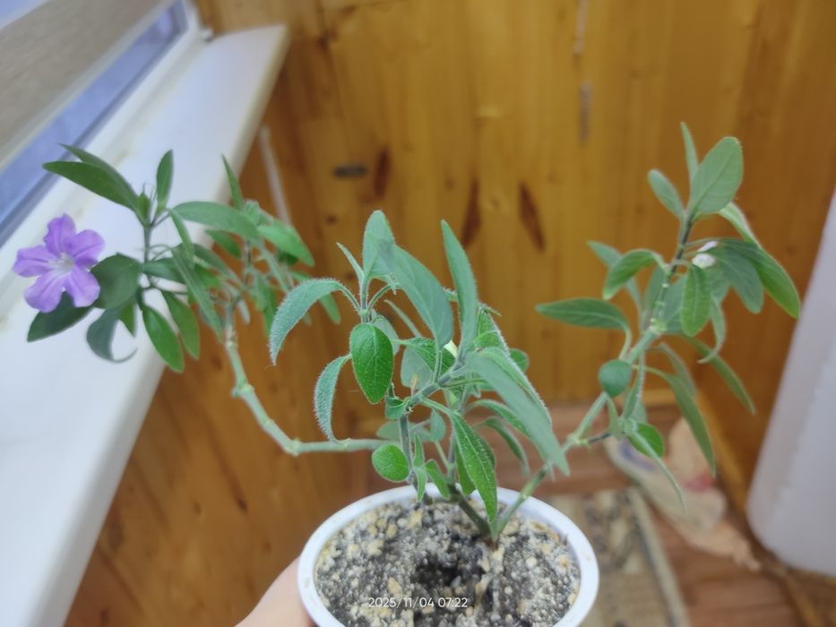 Руэллия это растение