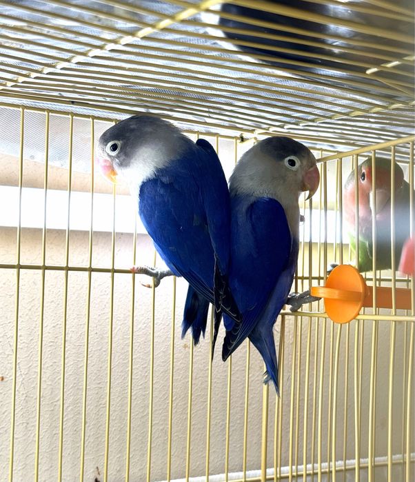 Рабочая пара Violet Sable Fischer  неразлучники