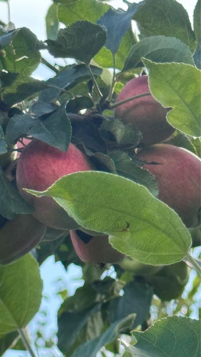 Продам Место дЛя отдыха ДАЧУ