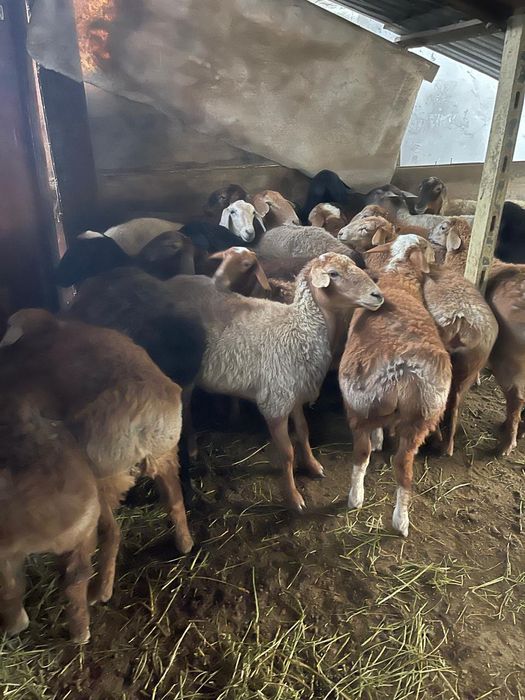 Семіз қой сатылады