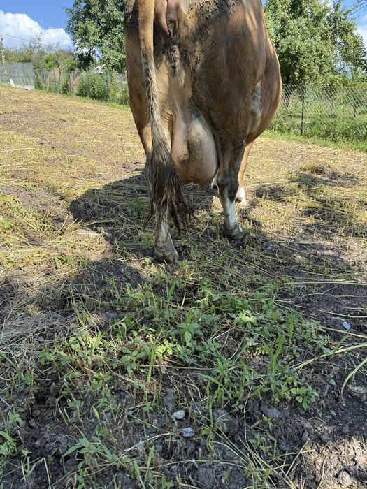 Vand vaca baltata romaneasca cu vitel  !!! Merita vazuta !!!
