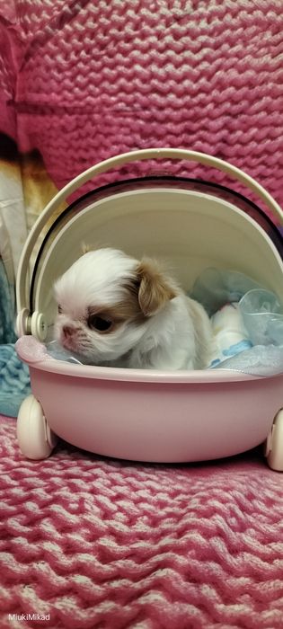 Мальчик японского хина.