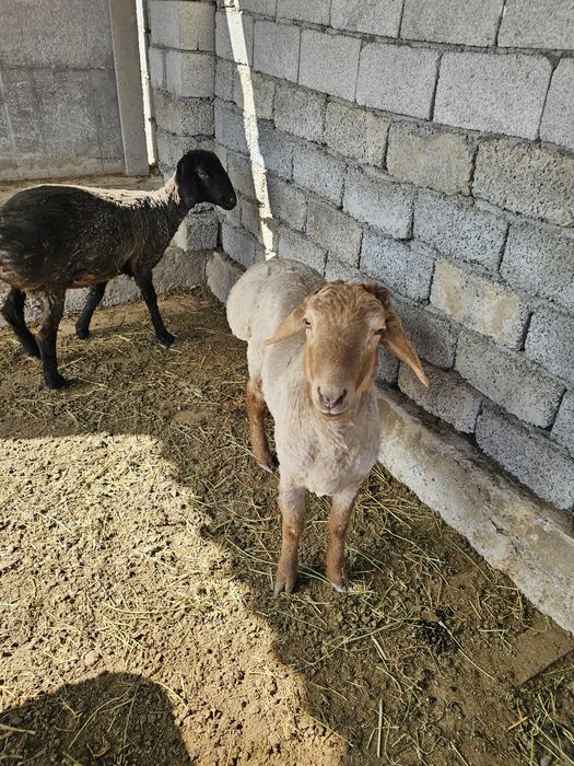 1 қошқар, 2 ұрғашы қой