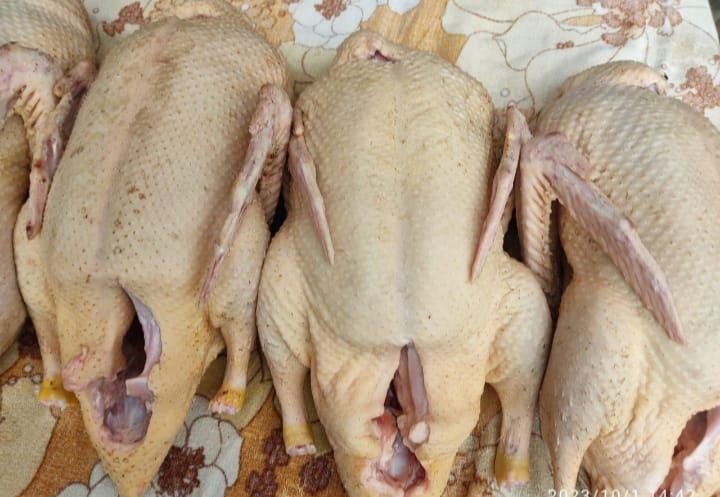 Куры индейка утки