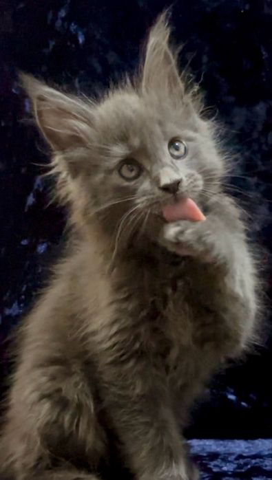 Мейн-Кун котенок малчьик