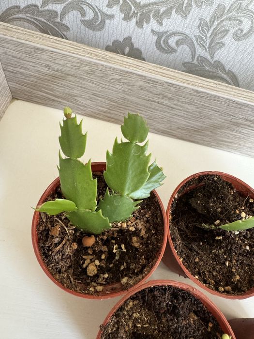 Шлюмбергера декабрист