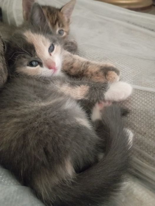 Отдам в хорошие руки кошечек