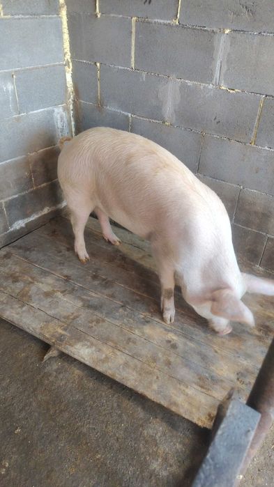 Домашни прасета продавам 2 броя женски