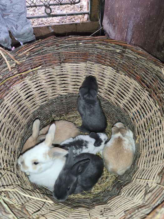 Iepurasi pitici de 1 lunã