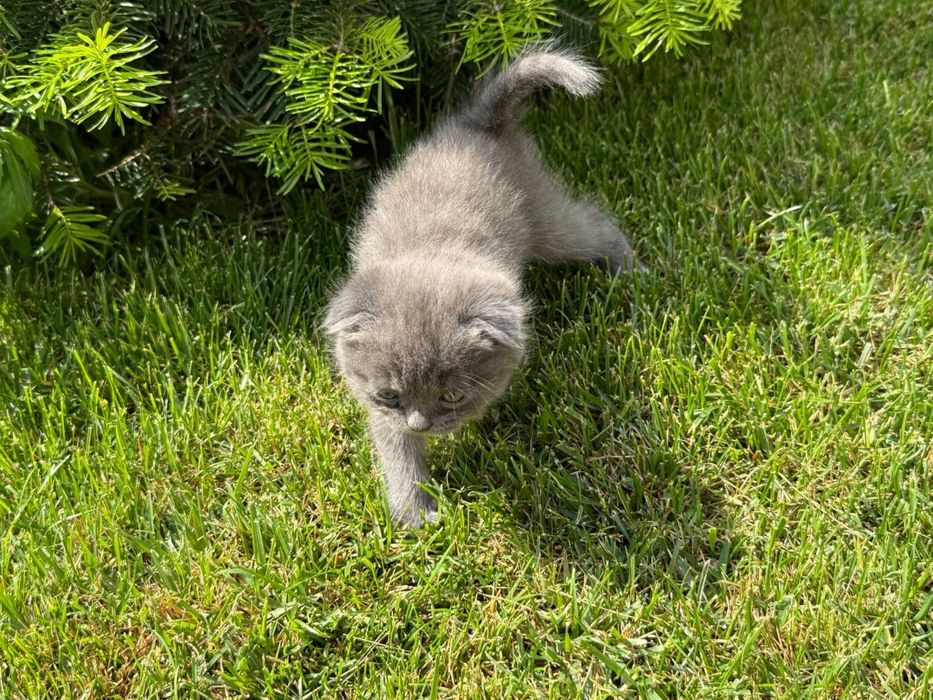 Котята Шотландские