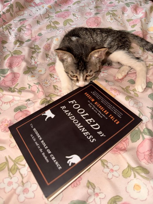Кошечка, 4 месяца, самка. Ласковая и игривая, ищет любящую семью