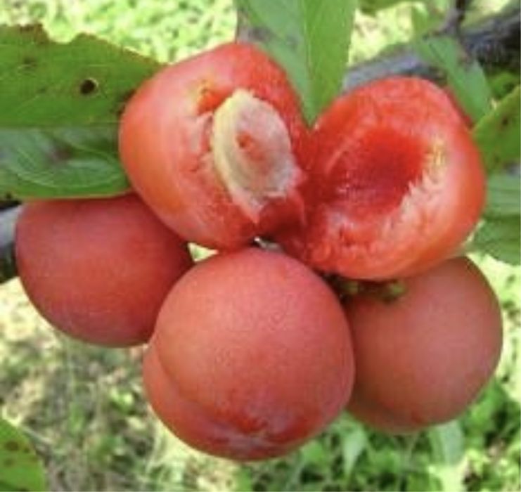 Pomi columnari premium