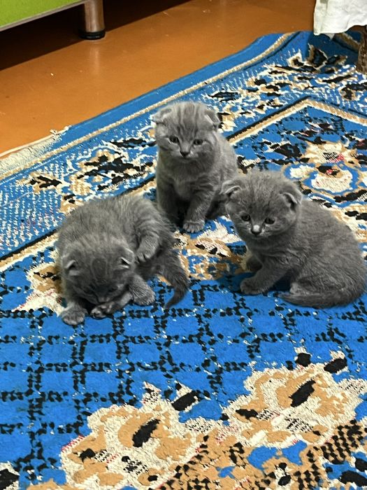 Scottish fold bollari sotilad