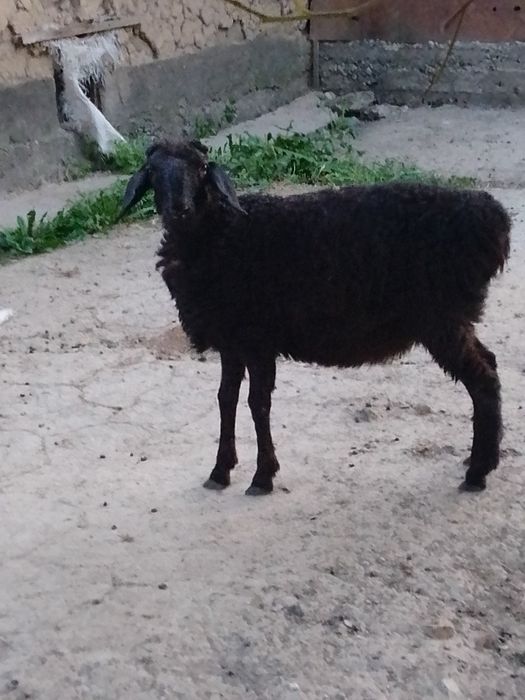 Кой сатылады кемі бар!