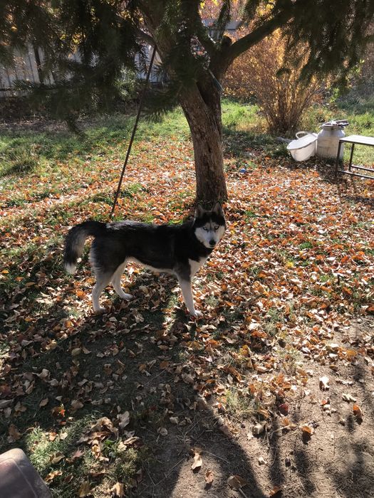 Отдам собаку в хорошие руки