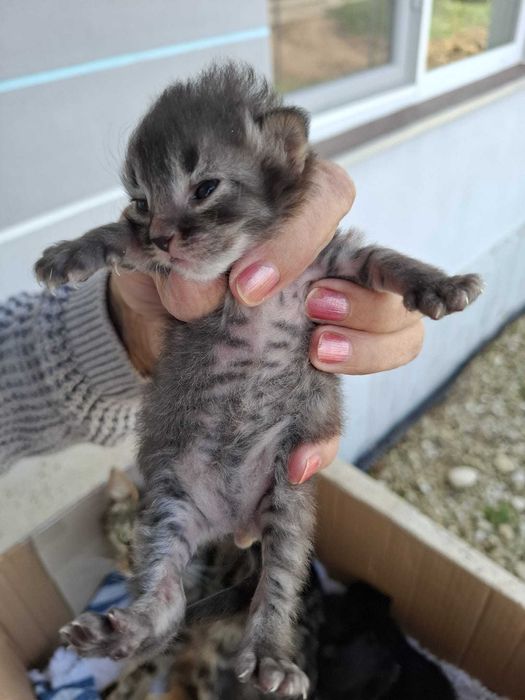 4 pui de pisica născuți de Paște – pentru adopție