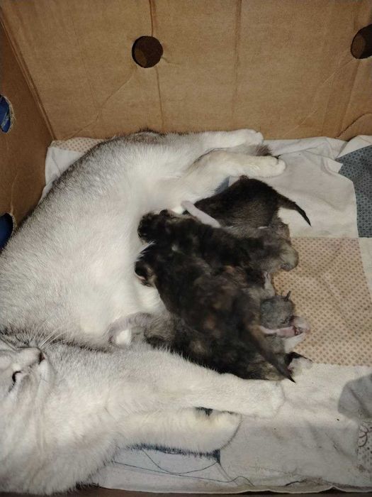 Серебристая шиншила. ,боллари билан