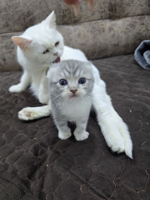 Катята скотиш фолд