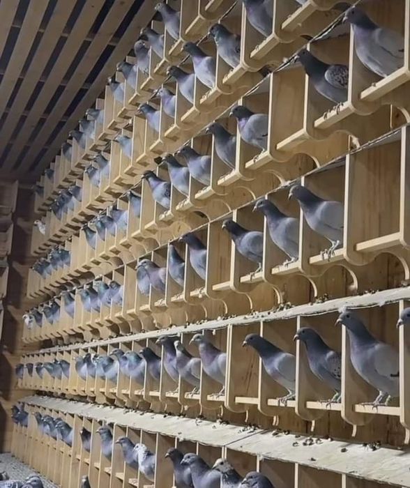 Домики для голубей