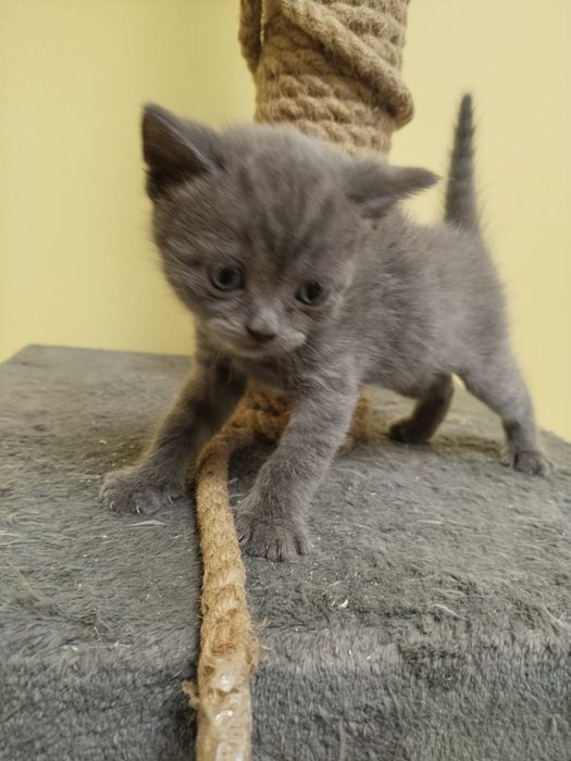 Котята на продажу