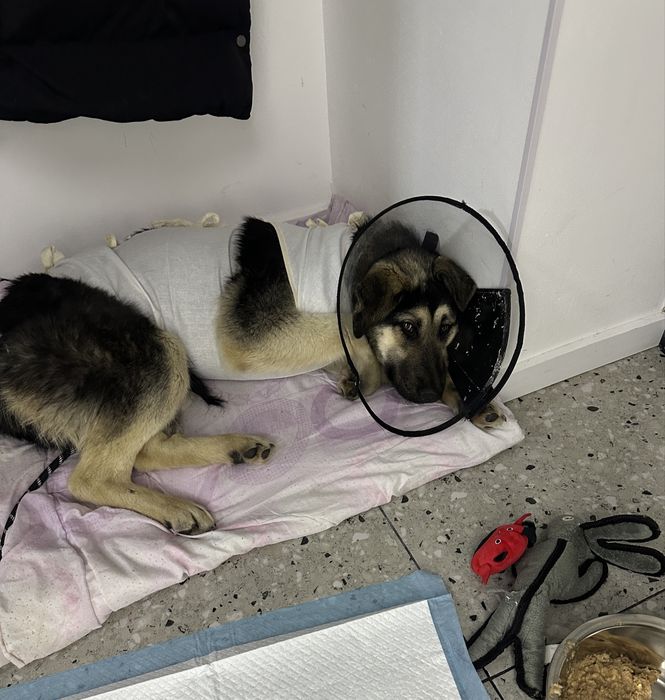 Пристраивается собачка-девочка