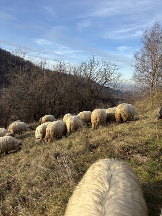 Disponibile oi de vânzare