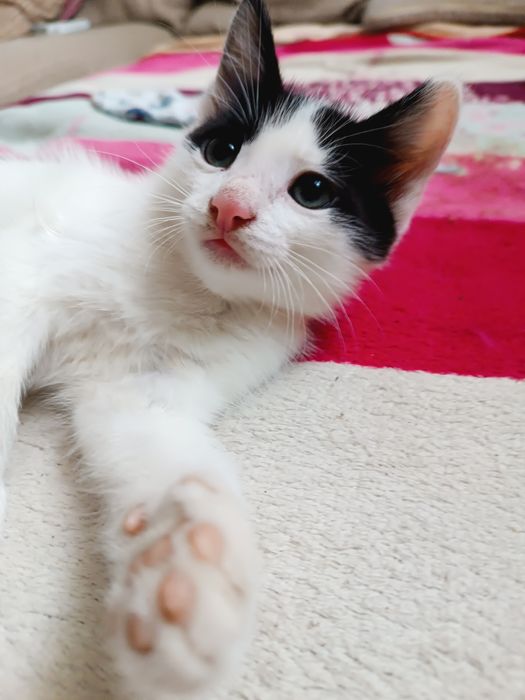 Котенок мальчик в добрые руки