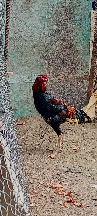 продам петухов-доканов