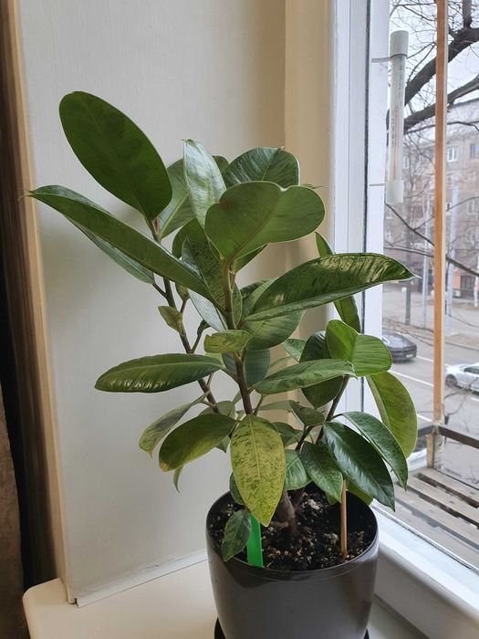 Фикус шривериана.