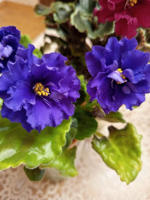 Продам цветущие сортовые фиалки