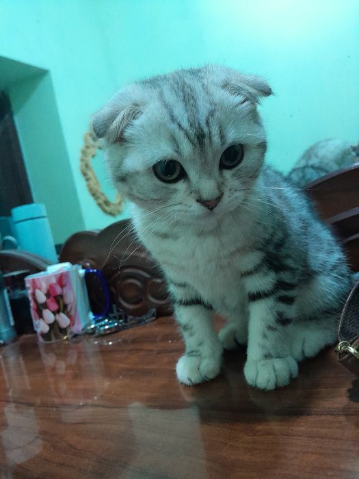 Зотдор тоза кон мушукча сотилади.     Продаётся котёнок