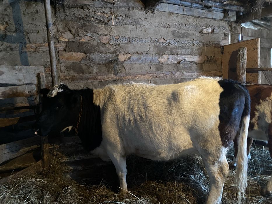 Продам на мясо,,