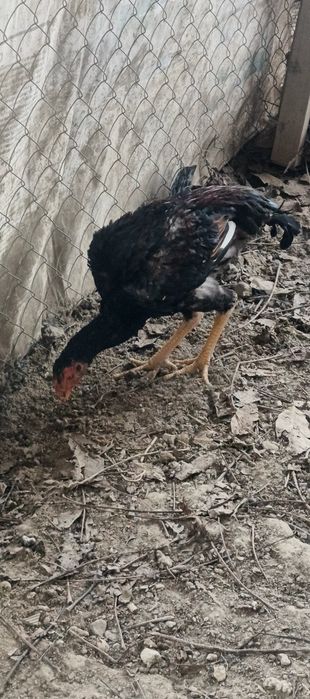 Дакандар сатылады.