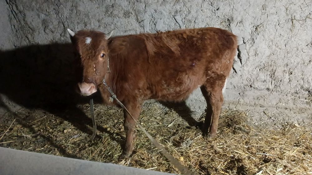 G‘unojin 1.5.yosh boqiladigan